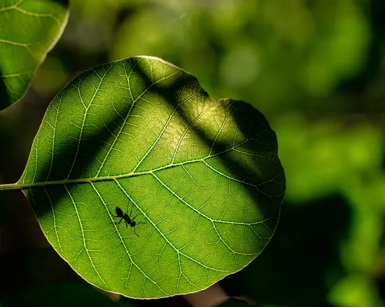 Dioxid de carbon CO2